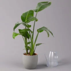 Strelitzia Nicolai, Topf-Ø 17 Cm, Höhe Ca. 55 Cm -Stihl Pflanzen Verkauf 0210104742 Strelitzia nicolai T17 3