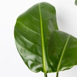 Strelitzia Nicolai, Topf-Ø 17 Cm, Höhe Ca. 55 Cm -Stihl Pflanzen Verkauf 0210104742 Strelitzia nicolai T17 4