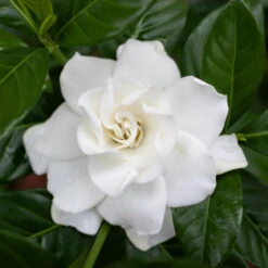 Gardenie, Topf-Ø 13 Cm -Stihl Pflanzen Verkauf 0210130020 0210130058 0210130059 Gardenia jasminoides 2