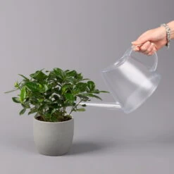 Gardenie, Topf-Ø 13 Cm -Stihl Pflanzen Verkauf 0210130020 Gardenia jasminoides 3