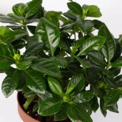 Gardenie, Topf-Ø 13 Cm -Stihl Pflanzen Verkauf 0210130020 Gardenia jasminoides 4