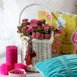 Kalanchoe 'Calandiva'®, Violett, Topf-Ø 12 Cm, Höhe Ca. 27,5 Cm, 6er-Set -Stihl Pflanzen Verkauf 0210350159 Kalanchoe cal violett2