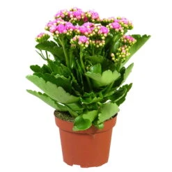 Kalanchoe 'Calandiva'®, Rosa, Topf-Ø 12 Cm, Höhe Ca. 27,5 Cm, 6er-Set -Stihl Pflanzen Verkauf 0210350167 Kalanchoe Cal rosa