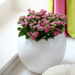 Kalanchoe 'Calandiva'®, Rosa, Topf-Ø 12 Cm, Höhe Ca. 27,5 Cm, 6er-Set -Stihl Pflanzen Verkauf 0210350167 Kalanchoe Cal rosa1
