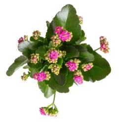 Kalanchoe 'Calandiva'®, Gelb&violett, Topf-Ø 12 Cm, Höhe Ca. 20-30 Cm, 6er-Set -Stihl Pflanzen Verkauf 0210350382 Kalanchoe violett 6er Set 6xviolett 1