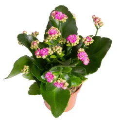 Kalanchoe 'Calandiva'®, Gelb&violett, Topf-Ø 12 Cm, Höhe Ca. 20-30 Cm, 6er-Set -Stihl Pflanzen Verkauf 0210350382 Kalanchoe violett 6er Set 6xviolett 3