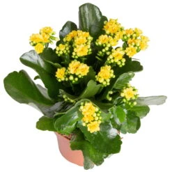Kalanchoe 'Calandiva'®, Gelb&violett, Topf-Ø 12 Cm, Höhe Ca. 20-30 Cm, 6er-Set -Stihl Pflanzen Verkauf 0210350384 Kalanchoe gelb 6er Set 6xgelb 2