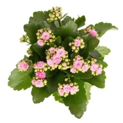 Kalanchoe 'Calandiva'®, Rosa, Topf-Ø 12 Cm, Höhe Ca. 27,5 Cm, 6er-Set -Stihl Pflanzen Verkauf 0210350386 Kalanchoe rosa 6er Set 6xrosa 2