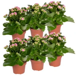 Ausgewählte Produkte -Stihl Pflanzen Verkauf 0210350386 Kalanchoe rosa 6er Set 6xrosa 5