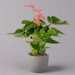 Ausgewählte Produkte -Stihl Pflanzen Verkauf 0210650281 Anthurium Andreanum Pink Champion 12cm 1 114742 1