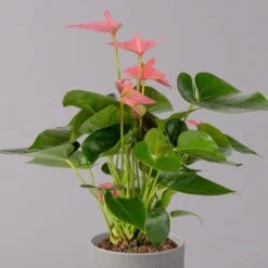Flamingoblume 'Pink Champion', Topf-Ø 12 Cm, Höhe Ca. 35 Cm -Stihl Pflanzen Verkauf 0210650281 Anthurium Andreanum Pink Champion 12cm 2 114743 1