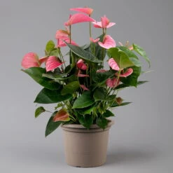 Flamingoblume 'Pink Champion', Pink, Topf-Ø 21 Cm, Höhe Ca. 65 Cm -Stihl Pflanzen Verkauf 0210650450 Anthurium andrPink Champion T21 H65 1 126767