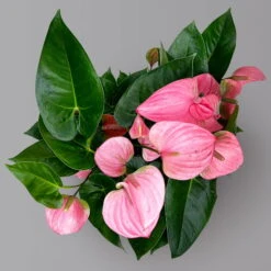 Flamingoblume 'Pink Champion', Pink, Topf-Ø 21 Cm, Höhe Ca. 65 Cm -Stihl Pflanzen Verkauf 0210650450 Anthurium andrPink Champion T21 H65 5 126764