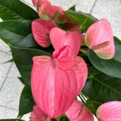 Flamingoblume 'Pink Champion', Pink, Topf-Ø 21 Cm, Höhe Ca. 65 Cm -Stihl Pflanzen Verkauf 0210650450 Anthurium andrPink Champion T21 H65 6 126746