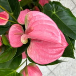 Flamingoblume 'Pink Champion', Pink, Topf-Ø 21 Cm, Höhe Ca. 65 Cm -Stihl Pflanzen Verkauf 0210650450 Anthurium andrPink Champion T21 H65 7 126745