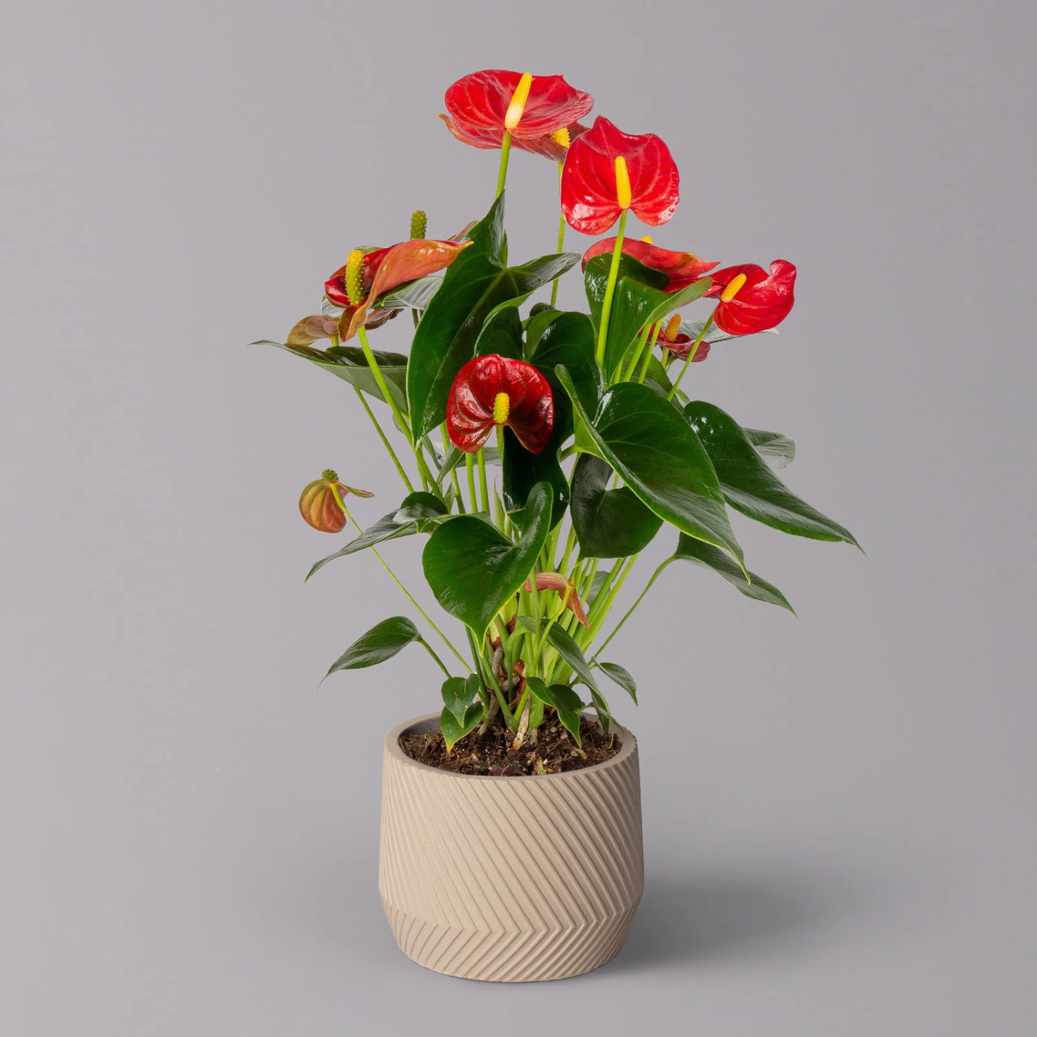 Flamingoblume 'Red Champion' Rot, Inkl. Übertopf Monza Beige, Topf-Ø 12 Cm 1 Flamingoblume 'Red Champion' Rot, Inkl. Übertopf Monza Beige, Topf-Ø 12 Cm