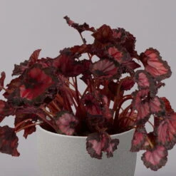 Blattbegonie 'Inca Night', Topf-Ø 12 Cm, Höhe Ca. 25 Cm, 3er-Set -Stihl Pflanzen Verkauf 0210900312 Blattbegonie Inca Night 3er Set 3
