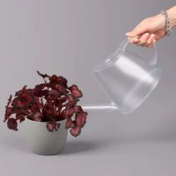 Blattbegonie 'Inca Night', Topf-Ø 12 Cm, Höhe Ca. 25 Cm, 3er-Set -Stihl Pflanzen Verkauf 0210900312 Blattbegonie Inca Night 3er Set 4