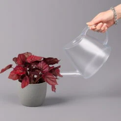 Blattbegonie 'Inca Flame', Topf-Ø 12 Cm, Höhe Ca. 25 Cm, 3er-Set -Stihl Pflanzen Verkauf 0210900313 Blattbegonie Inca Flame 3er Set neu 4