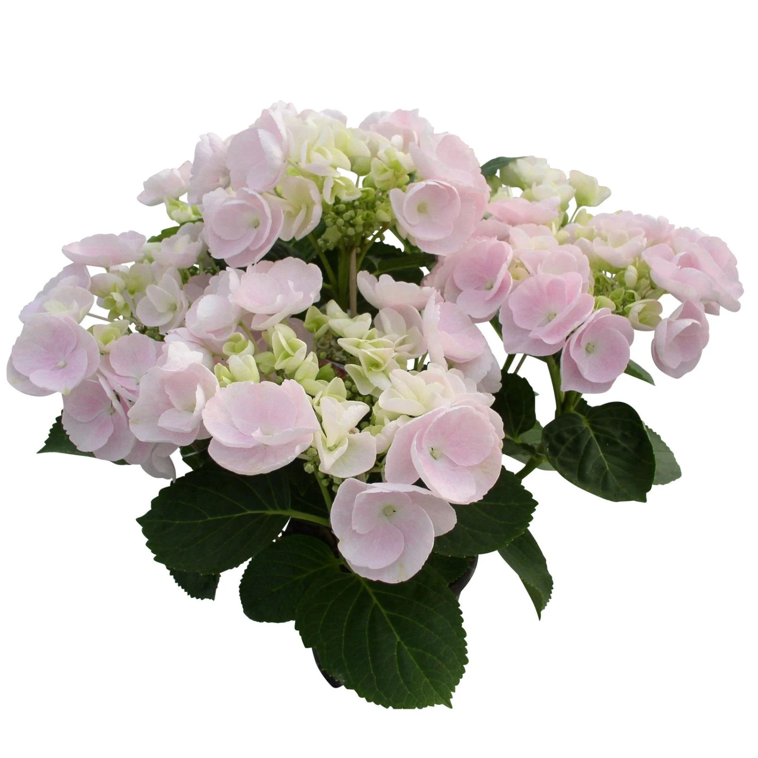 Hortensie Hovaria® 'Hobella', Rosa, Topf-Ø 14 Cm, Höhe Ca. 35 Cm 1 Hortensie Hovaria® 'Hobella', Rosa, Topf-Ø 14 Cm, Höhe Ca. 35 Cm
