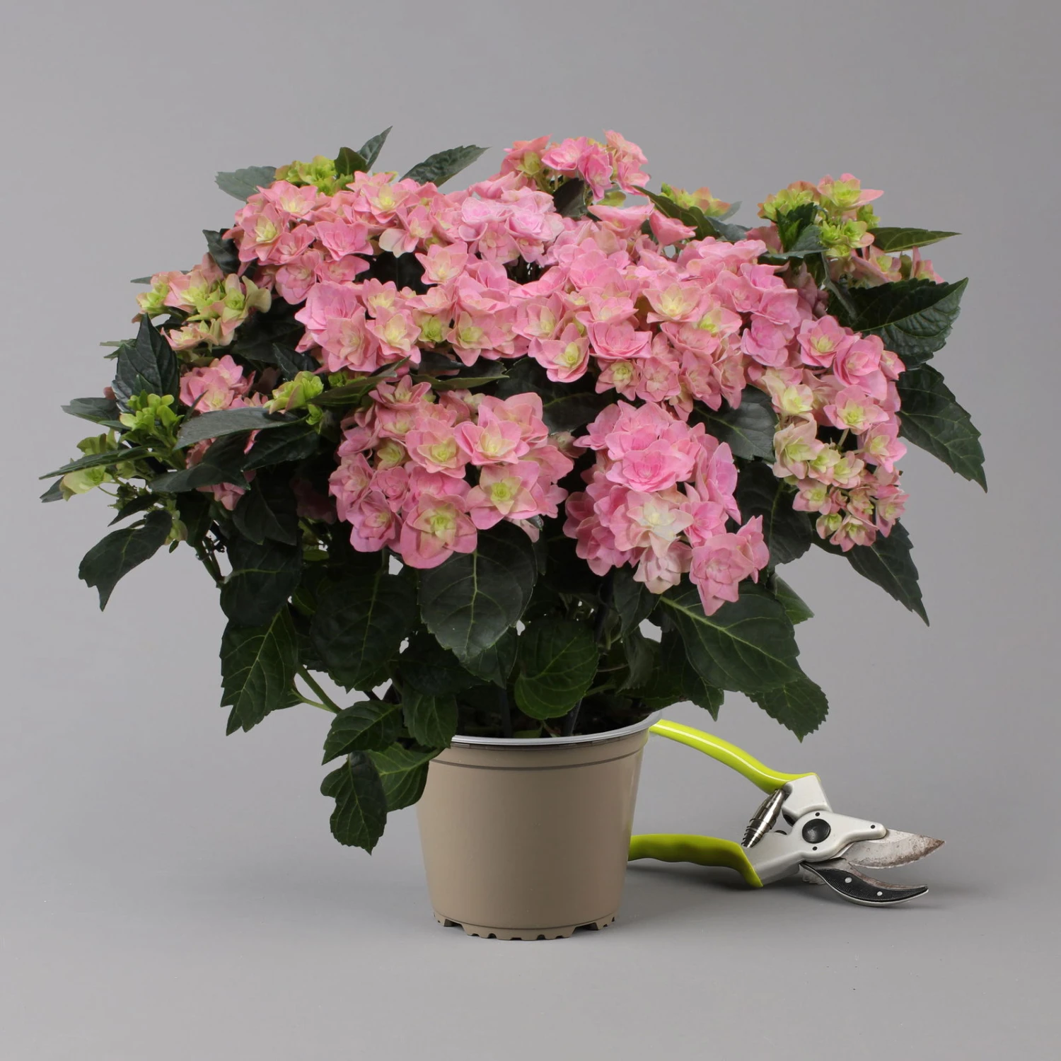 Hortensie 'Double Dutch', Rosa, Topf-Ø 14 Cm, Höhe Ca. 40 Cm 1 Hortensie 'Double Dutch', Rosa, Topf-Ø 14 Cm, Höhe Ca. 40 Cm