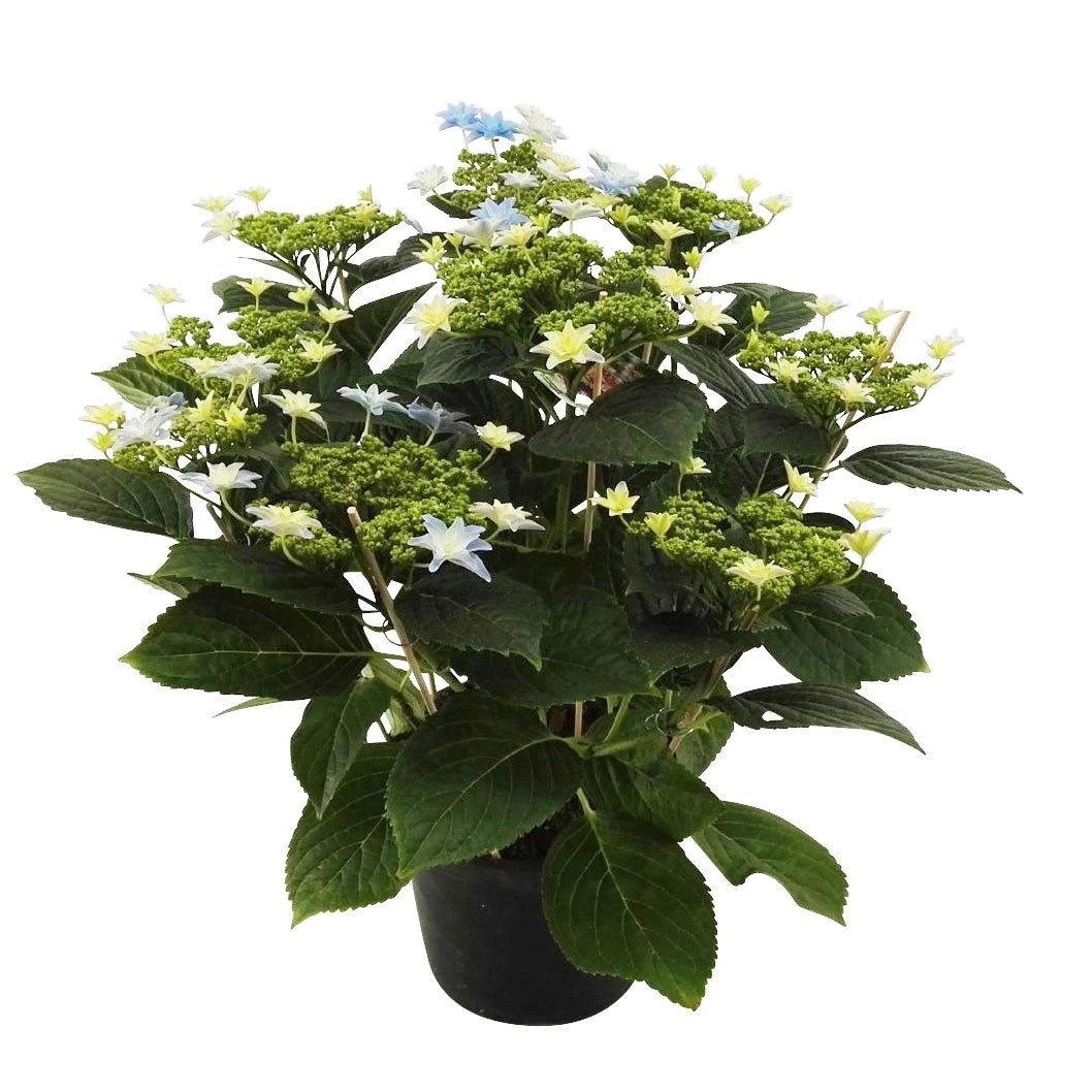 Hortensie Hovaria® 'Elleair Anniversary', Blau, Topf-Ø 14 Cm, Höhe Ca. 35 Cm 1 Hortensie Hovaria® 'Elleair Anniversary', Blau, Topf-Ø 14 Cm, Höhe Ca. 35 Cm