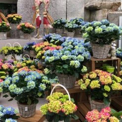 Hortensie 'Early Rosa', Busch, Rosa, Topf-Ø 23 Cm, Höhe Ca. 50 Cm -Stihl Pflanzen Verkauf 021130 hydrangea