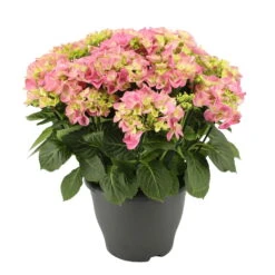 Hortensie 'Early Rosa', Busch, Rosa, Topf-Ø 23 Cm, Höhe Ca. 50 Cm
