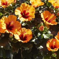 Hibiskus, Graff® 'Petit Orange', Mit Keramiktopf Dallas Weiß, Topf-Ø 13 Cm -Stihl Pflanzen Verkauf 0213100211 0213100212 0213100213 0213100227 0213100228 Hibiscus Petit Orange 1