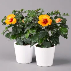 Hibiskus, Graff® 'Petit Orange', Mit Keramiktopf Weiß, Topf-Ø 13 Cm, 2er-Set