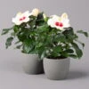 Hibiskus, Weiß, Topf-Ø 13 Cm, Höhe Ca. 35 Cm, 2er-Set