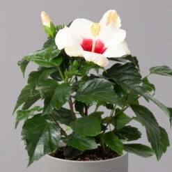 Hibiskus, Weiß, Topf-Ø 13 Cm, Höhe Ca. 35 Cm, 2er-Set -Stihl Pflanzen Verkauf 0213100220 Hibiscus ohne Topf weiss 2er Set 3
