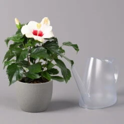 Hibiskus, Weiß, Topf-Ø 13 Cm, Höhe Ca. 35 Cm, 2er-Set -Stihl Pflanzen Verkauf 0213100220 Hibiscus ohne Topf weiss 2er Set 4