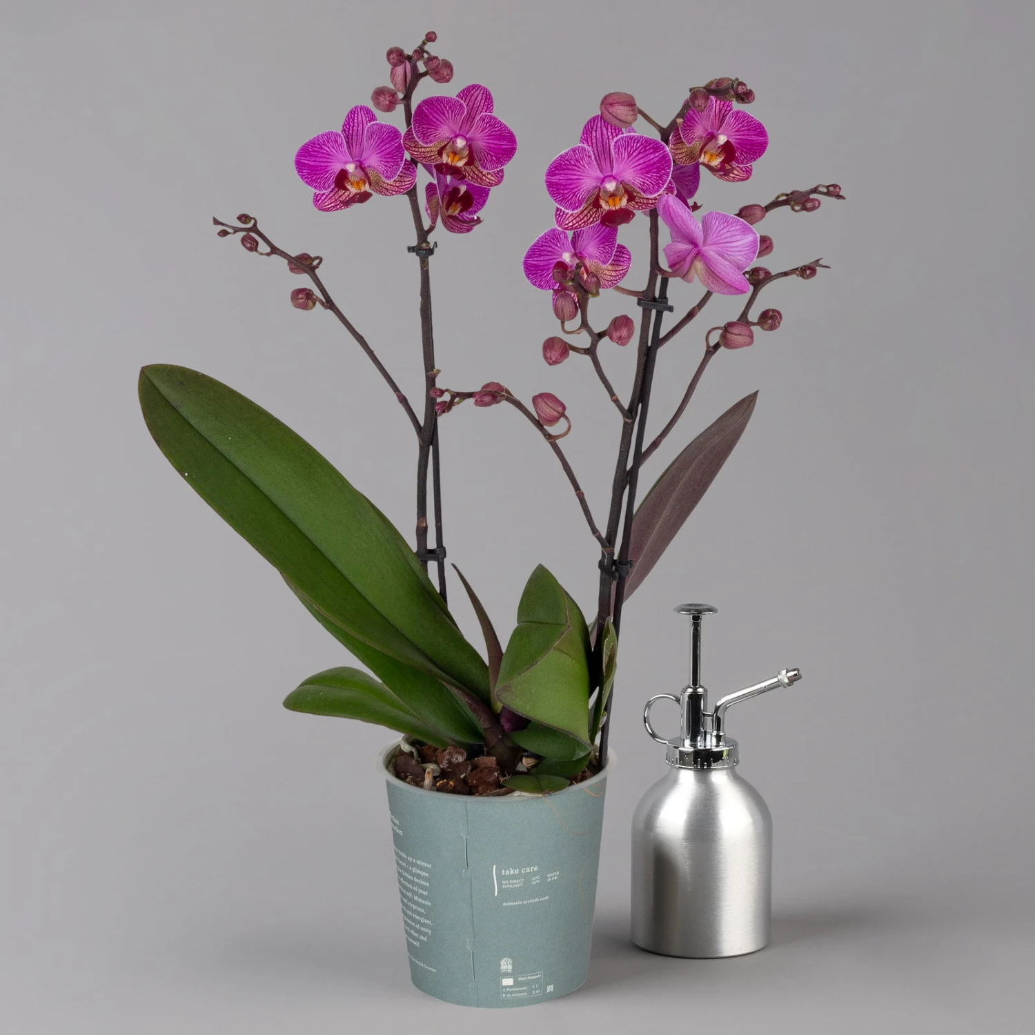 Phalaenopsis Lila, 2 Rispen, Topf-Ø 12 Cm, Höhe Ca. 50 Cm 1 Phalaenopsis Lila, 2 Rispen, Topf-Ø 12 Cm, Höhe Ca. 50 Cm