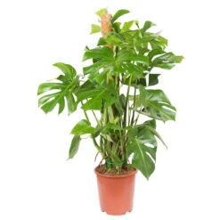 Monstera Deliciosa, Topf-Ø 27 Cm, Höhe Ca. 120 Cm -Stihl Pflanzen Verkauf 0220107421 Monstera deliciosa moosstab 27cm T H120cm