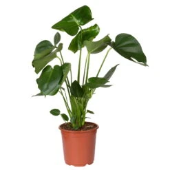 Monstera Deliciosa, Topf-Ø 21 Cm, Höhe Ca. 50-70 Cm -Stihl Pflanzen Verkauf 0220107660 Monstera Busch 2