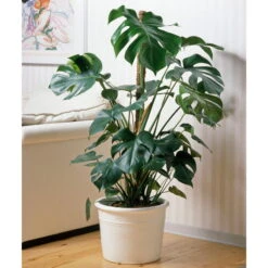 Monstera Deliciosa, Topf-Ø 21 Cm, Höhe Ca. 50-70 Cm -Stihl Pflanzen Verkauf 0220107660 Monstera Busch