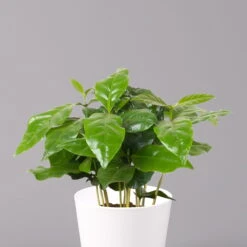 Kaffeestrauch Mit Keramiktopf Dallas Weiß, Topf-Ø 12cm, Höhe Ca. 25 Cm, 3er-Set -Stihl Pflanzen Verkauf 0220108125 Coffea arabica Dallas weiss 2