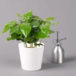 Kaffeestrauch Mit Keramiktopf Dallas Weiß, Topf-Ø 12cm, Höhe Ca. 25 Cm, 3er-Set -Stihl Pflanzen Verkauf 0220108125 Coffea arabica Dallas weiss 3