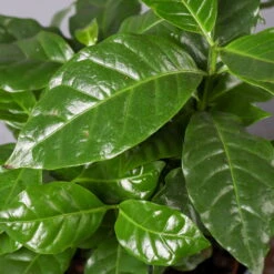 Kaffeestrauch Mit Keramiktopf Dallas Weiß, Topf-Ø 12cm, Höhe Ca. 25 Cm, 3er-Set -Stihl Pflanzen Verkauf 0220108125 Coffea arabica Dallas weiss 4