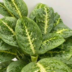 Aglaonema 'Lemon Mint', Topf-Ø 19 Cm, Höhe Ca. 45 Cm -Stihl Pflanzen Verkauf 0220108415 Aglaonema Lemon Mint T19 H45 7 125756