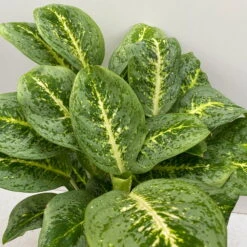Aglaonema 'Lemon Mint', Topf-Ø 19 Cm, Höhe Ca. 45 Cm -Stihl Pflanzen Verkauf 0220108415 Aglaonema Lemon Mint T19 H45 8 125755