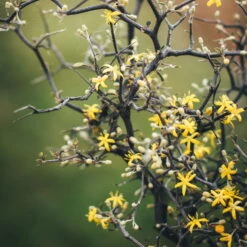 Zickzackstrauch, Topf-Ø 13 Cm, Höhe Ca. 25 Cm, 2er-Set -Stihl Pflanzen Verkauf 0220108510 0220108511 0220108515 0220108516 0220108517 0220108518 0220108519 0220108520 Corokia 1 116837