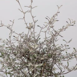 Zickzackstrauch, Topf-Ø 13 Cm, Höhe Ca. 25 Cm, 2er-Set -Stihl Pflanzen Verkauf 0220108517 Corokia cotoneaster 2 117169