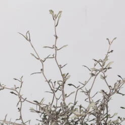 Zickzackstrauch, Topf-Ø 13 Cm, Höhe Ca. 25 Cm, 2er-Set -Stihl Pflanzen Verkauf 0220108517 Corokia cotoneaster 3 117168