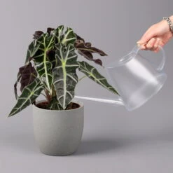 Alocasia 'Polly', Topf-Ø 17 Cm, Höhe Ca. 45 Cm -Stihl Pflanzen Verkauf 0220110100 Alocasia Polly 13