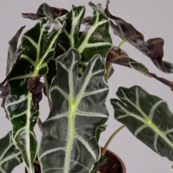 Alocasia 'Polly', Topf-Ø 17 Cm, Höhe Ca. 45 Cm -Stihl Pflanzen Verkauf 0220110100 Alocasia Polly 2