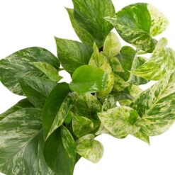 Grünpflanzen Trend-Mix, Hängend Bis Kletternd, Topf 12 Cm Ø 18 Grünpflanzen Trend-Mix, Hängend Bis Kletternd, Topf 12 Cm Ø -Stihl Pflanzen Verkauf 0220150063