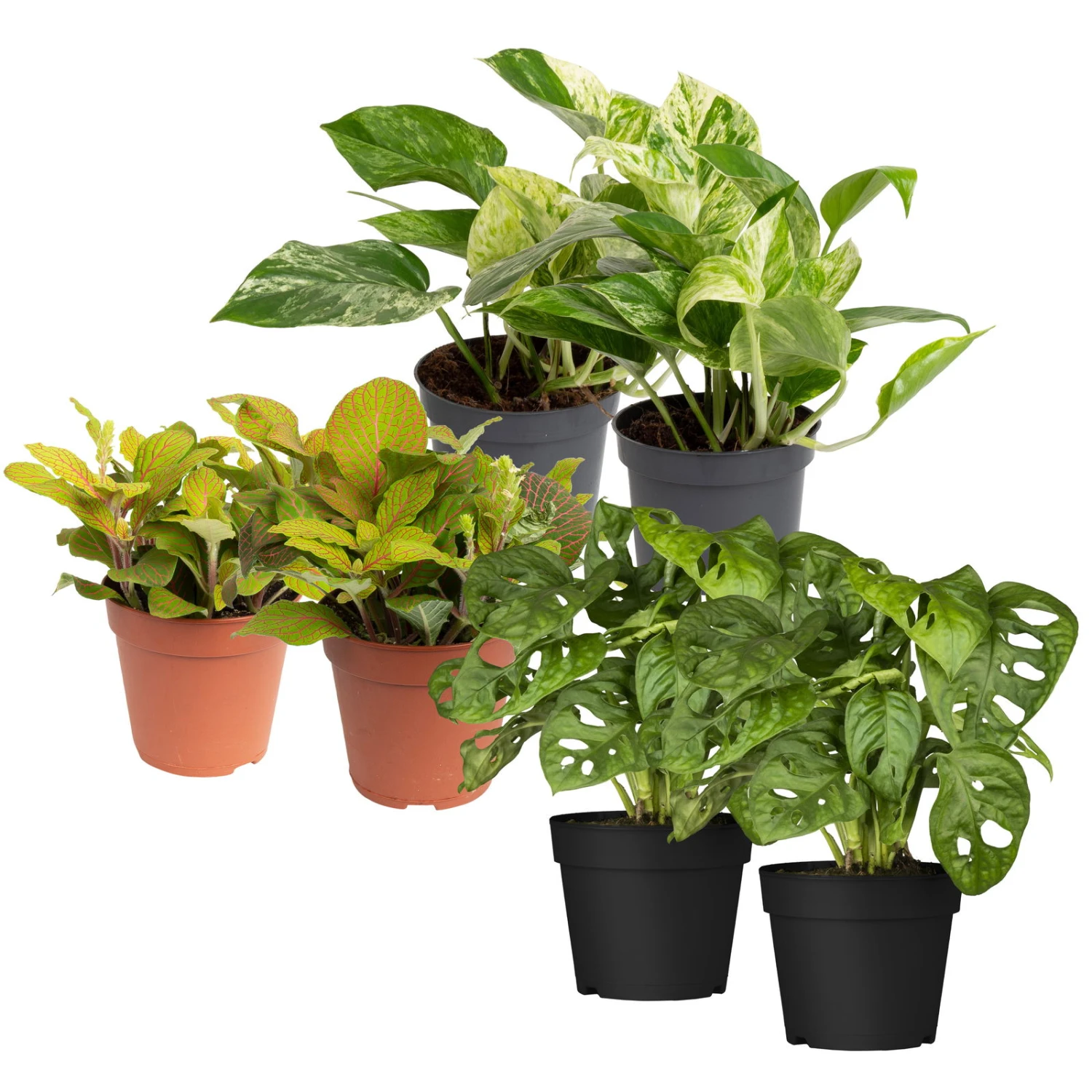 Grünpflanzen Trend-Mix, Hängend Bis Kletternd, Topf 12 Cm Ø 1 Grünpflanzen Trend-Mix, Hängend Bis Kletternd, Topf 12 Cm Ø