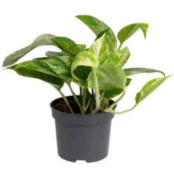 Grünpflanzen Trend-Mix, Hängend Bis Kletternd, Topf 12 Cm Ø 16 Grünpflanzen Trend-Mix, Hängend Bis Kletternd, Topf 12 Cm Ø -Stihl Pflanzen Verkauf 0220150063 1